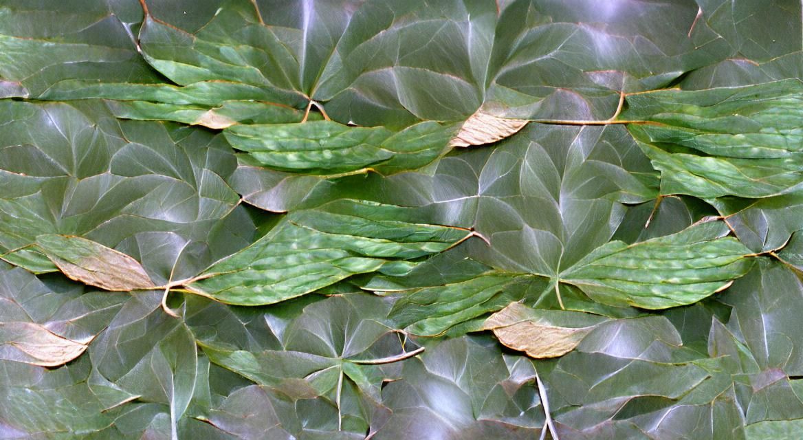 AI Generated Image of Simple Leaves