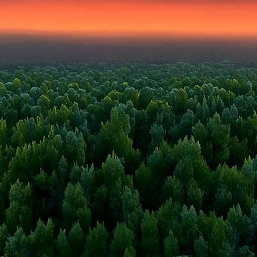 Hyperrealistic Forest Sunset in 8K Resolution