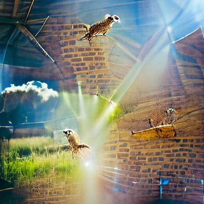 The meerkat