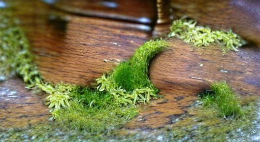 Lush Mossy Forest Floor in Gentle Light