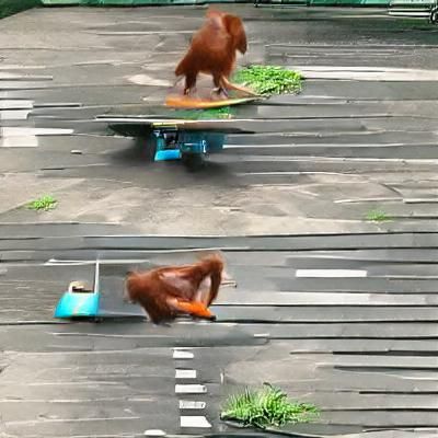 Orangutan Masterfully Skateboarding