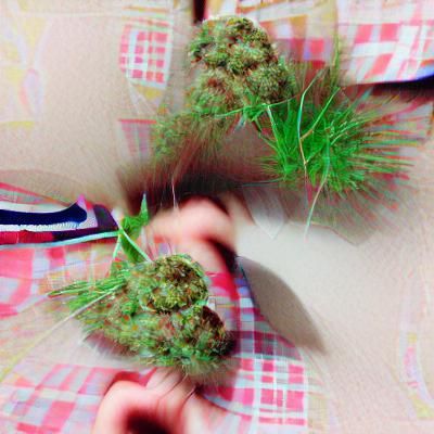 Close-Up Image of Marijuana Leaves