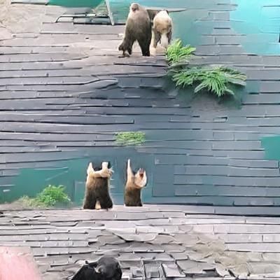 Two Bears High-Fiving