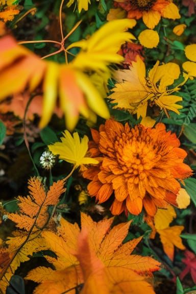 Macro Photograph of Fall Garden Collection
