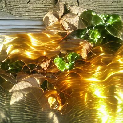 Sunlit Golden Leaves and Ivy Vines