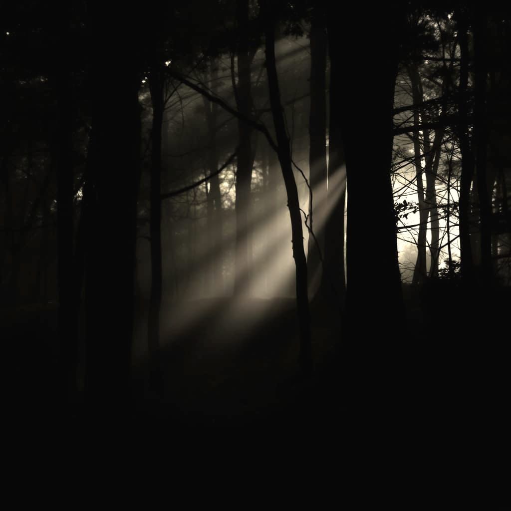 A Light in the Woods