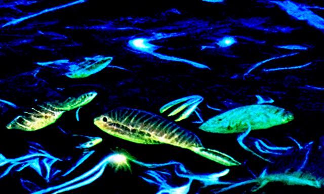 Luminescent Fish