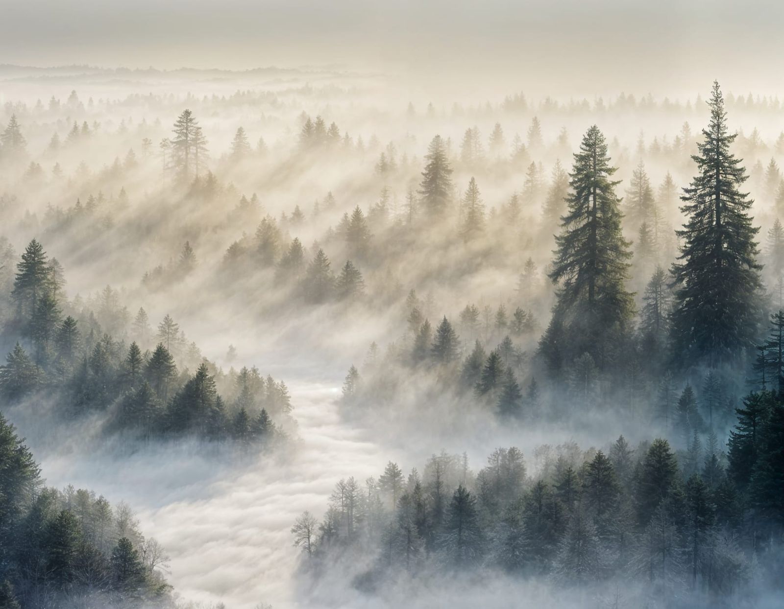 Mystical Forest in Ethereal Mist