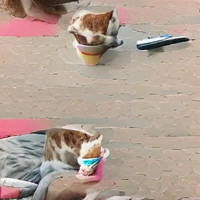 Cat's Delight: An Ice Cream Dream