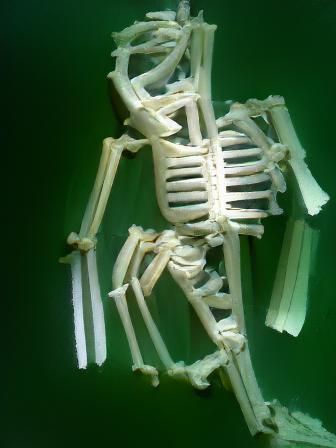 Skeleton