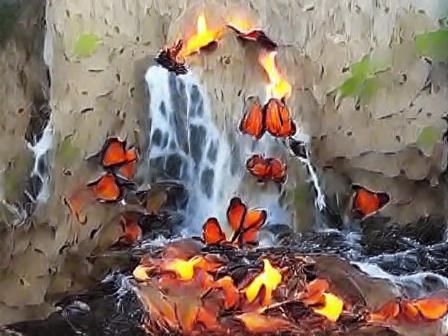 Waterfall Transforms into Fire with Butterflies