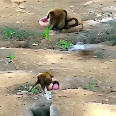 Monkey Peeing: A Humorous and Provocative Image