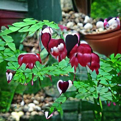 Stunning Ruby Red Bleeding Heart Flowers