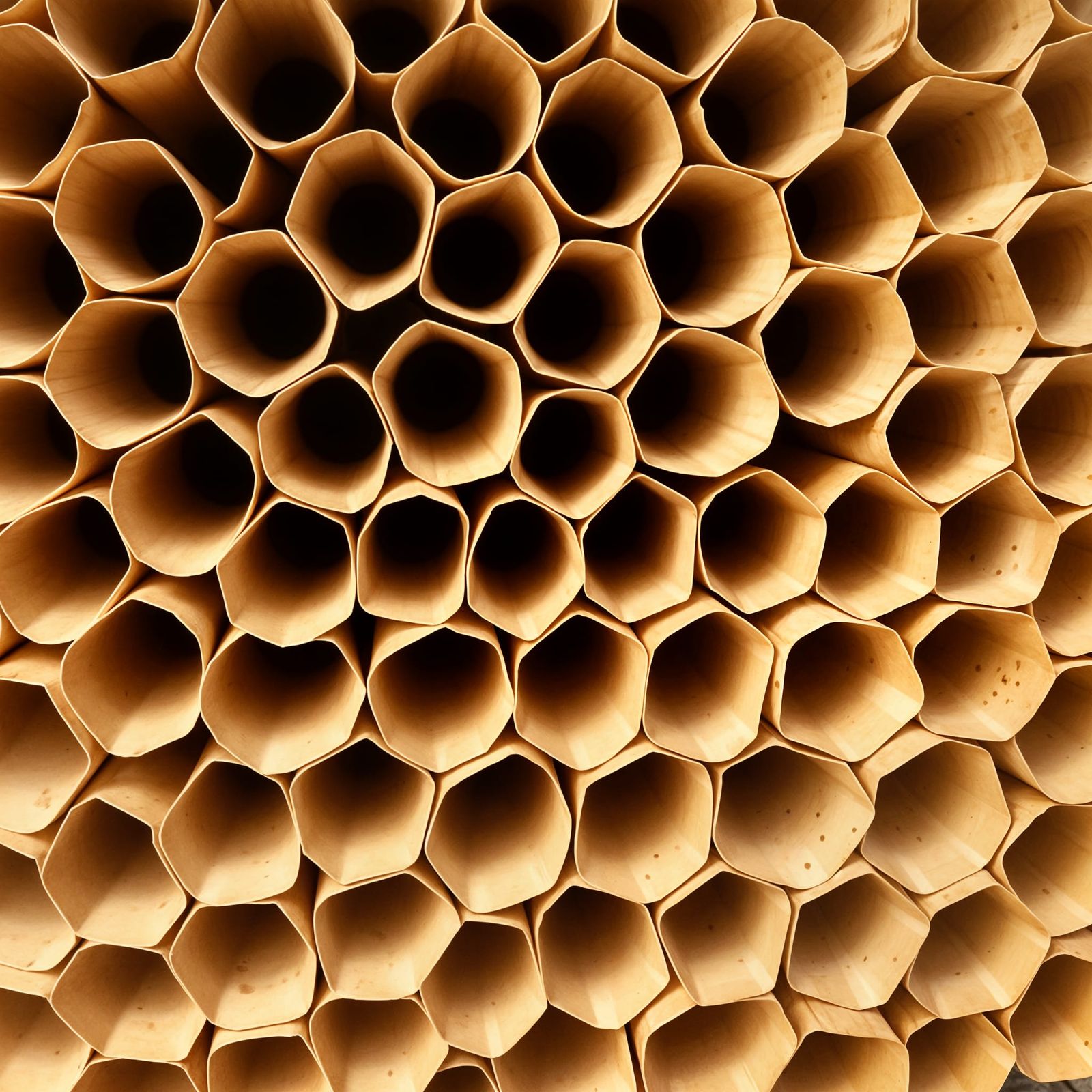 Hexagonal Wasp Nest Geometry in Paper