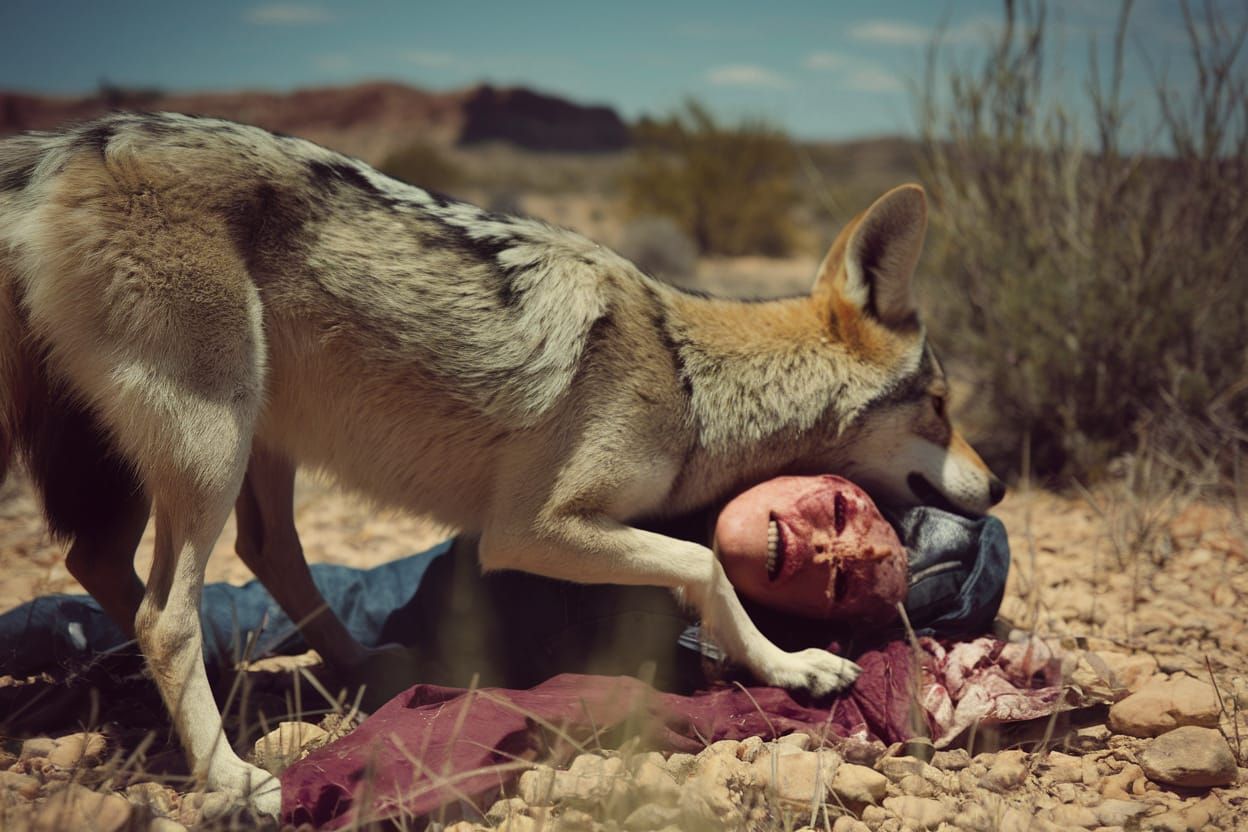 Coyote Licks Wounds of Dying Person in Desert