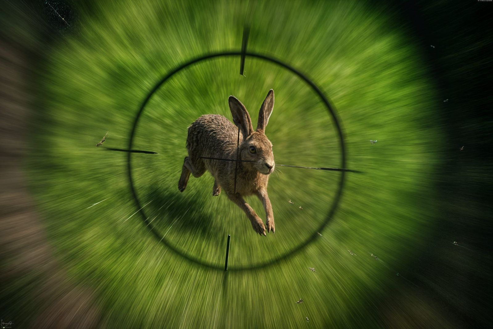 Raptor's Dive: Bird's Eye View of the Hunt