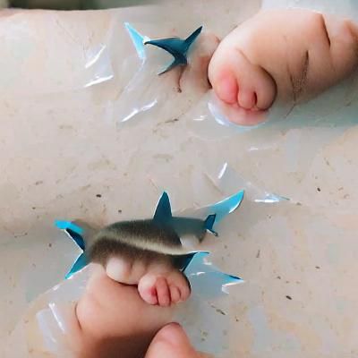 Baby Shark Swimming in Blue Water