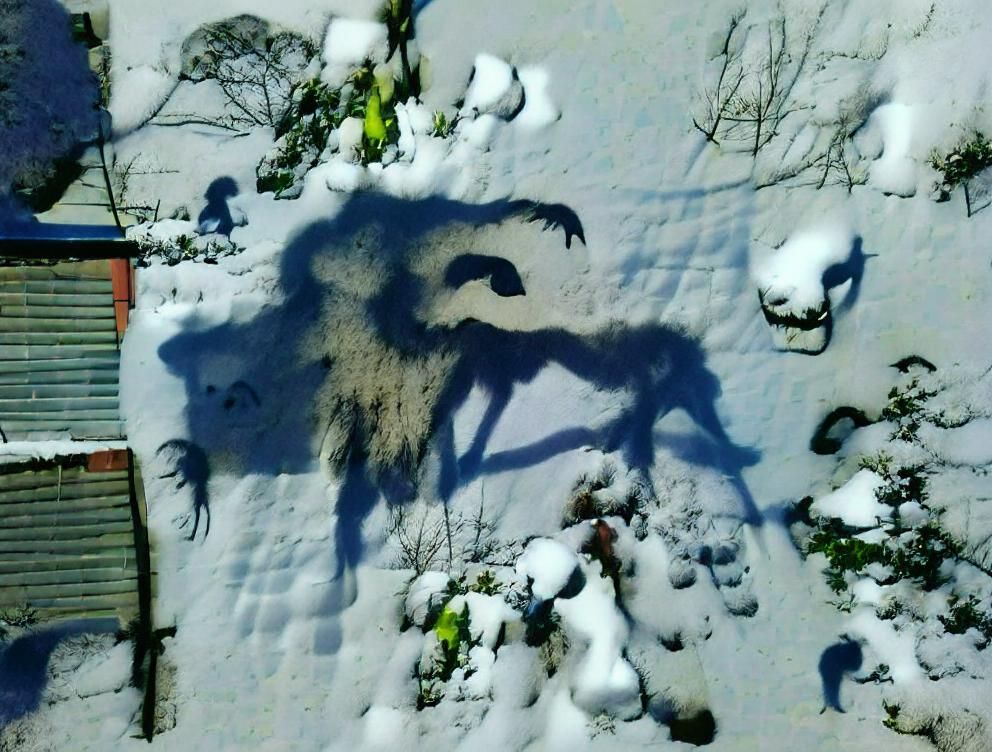 Shadow Creature in Snowy Landscape