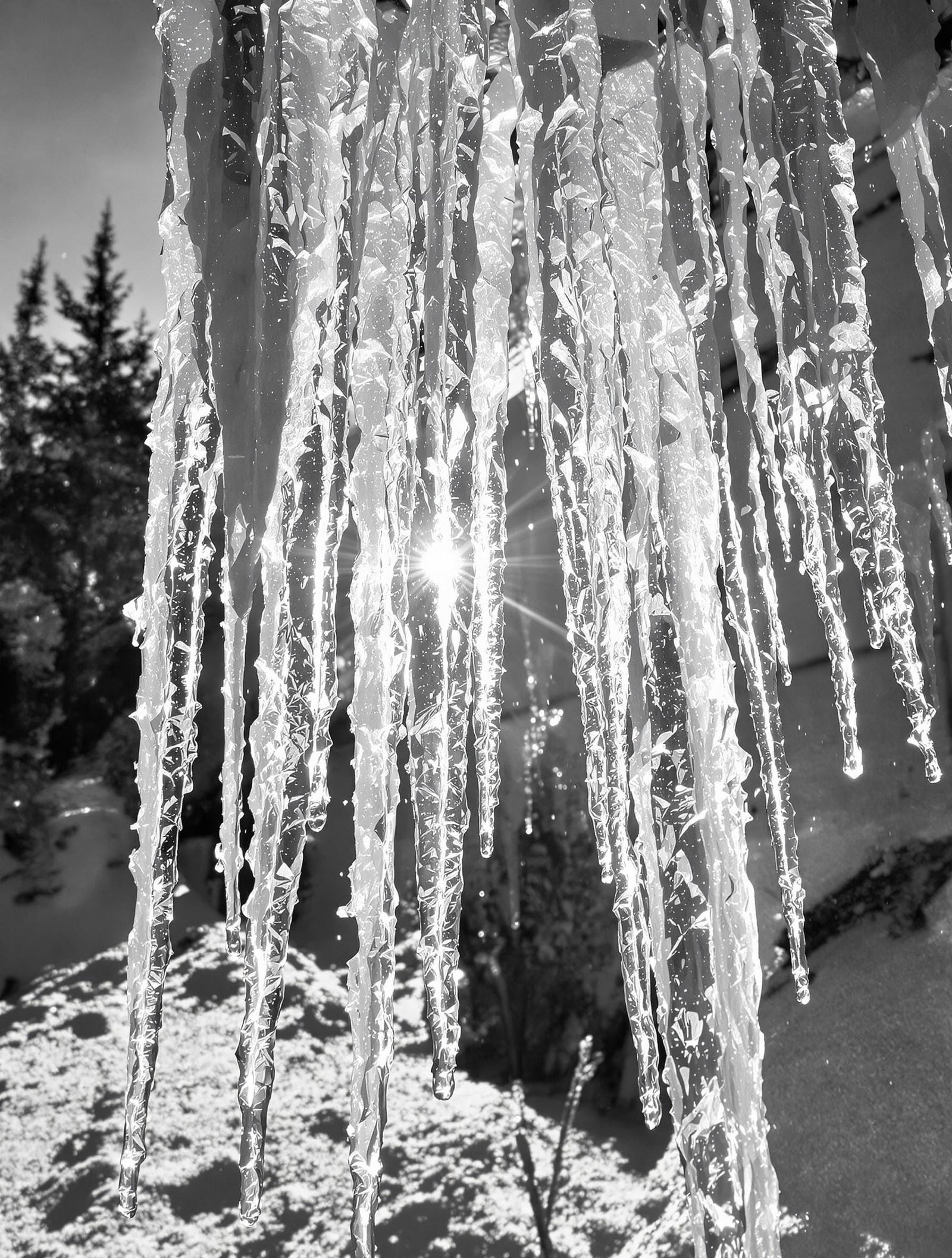 Winter Light in Monochromatic Beauty
