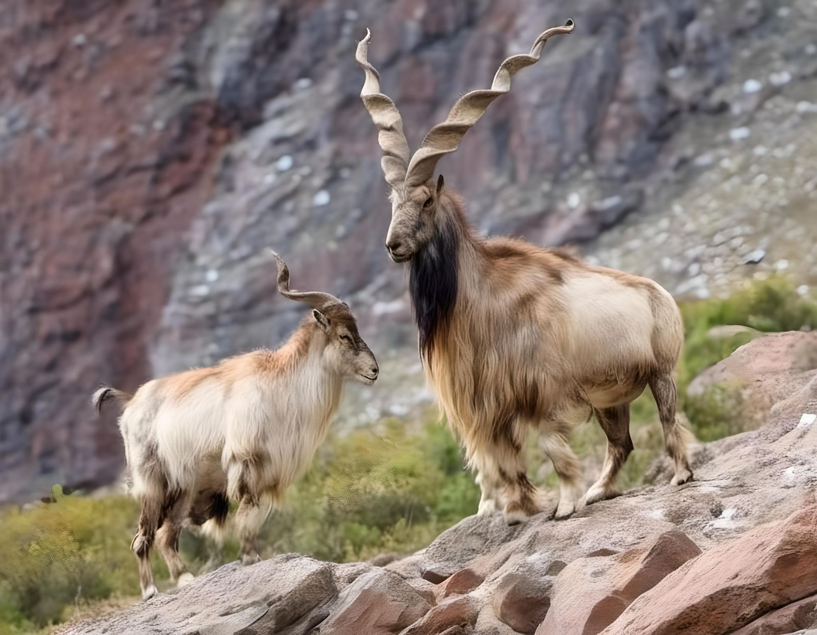 Majestic Markhor Goat on Cliffside