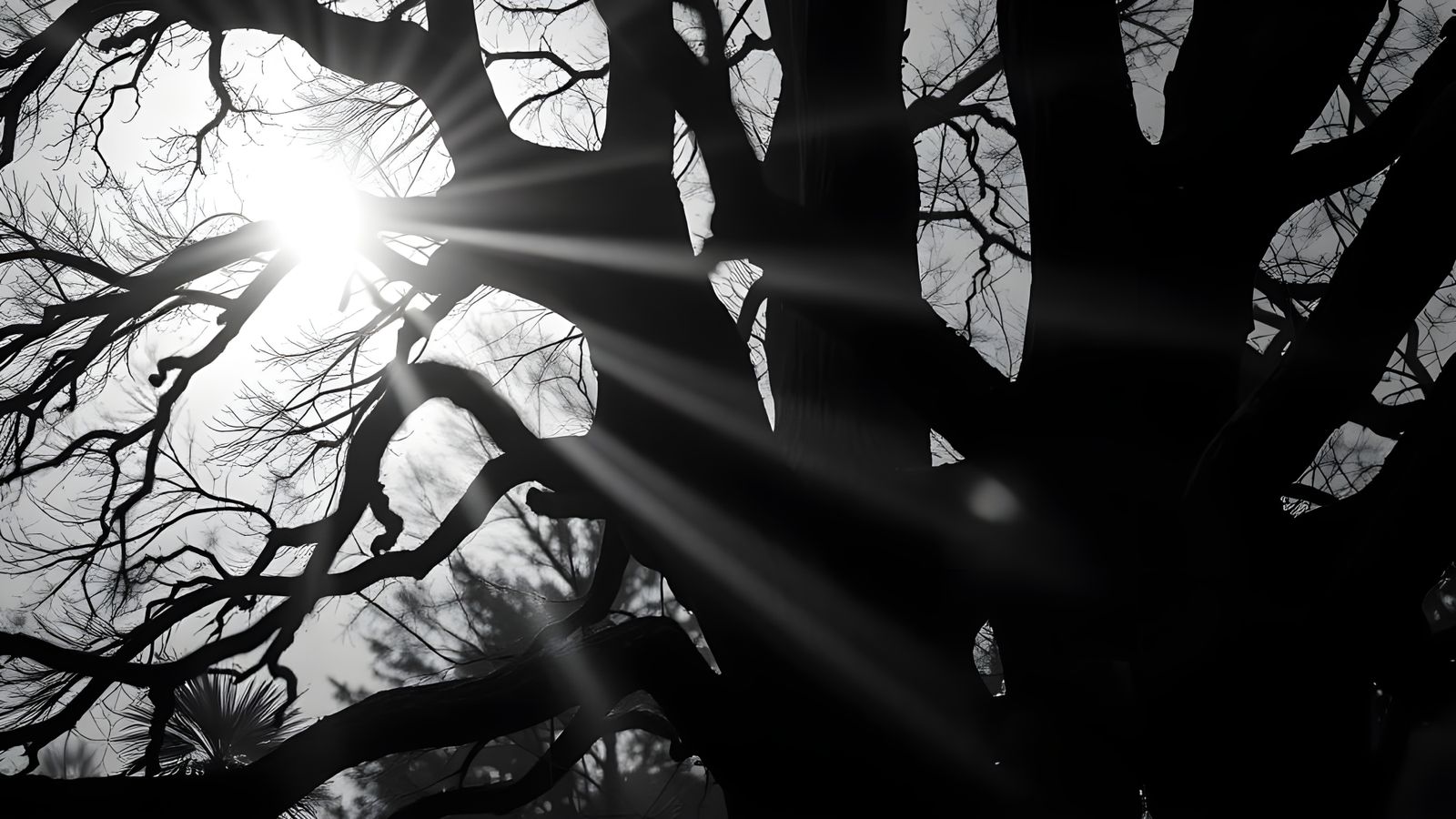 Moonlit Tree Silhouette in Black and White