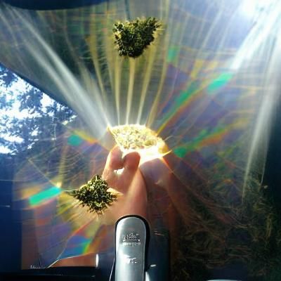 Sunlit Cannabis Leaves in Golden Hour