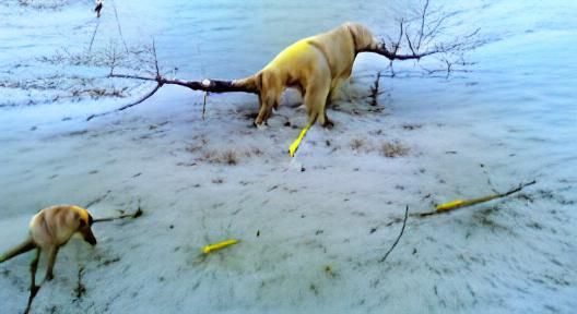 Yellow Labrador Retrieves a Tree