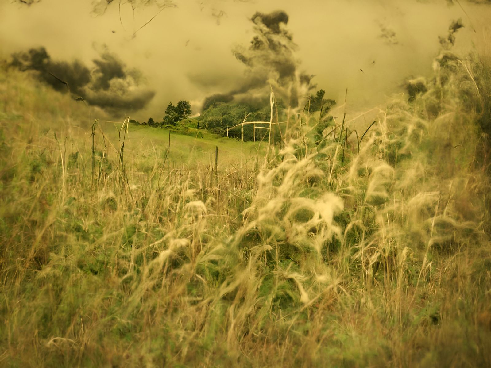 Eerie Overgrown Field Under Ominous Sky