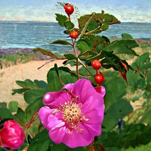 Wild Rose Blossom on Cape Cod in Hudson River Style