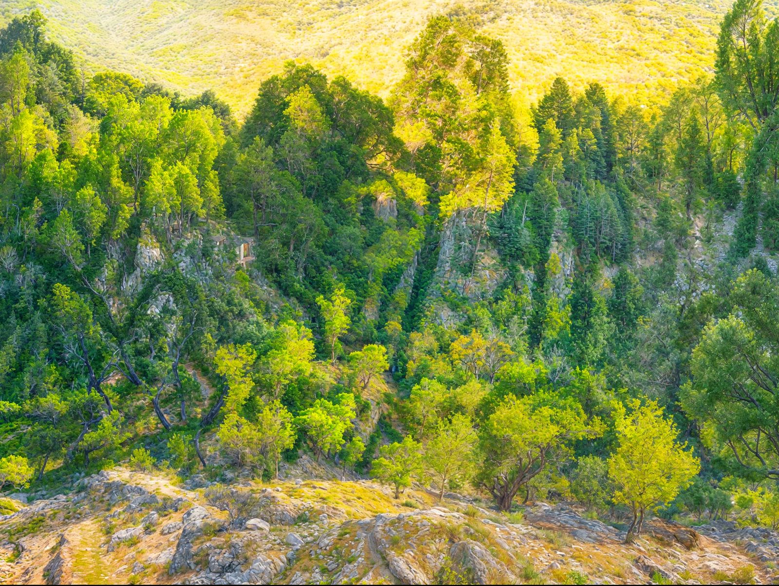 Provence Landscape With Windswept Silver Green Trees