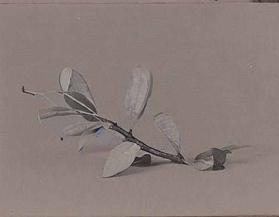 Surreal Found Photo of a Pink Pear Undressing