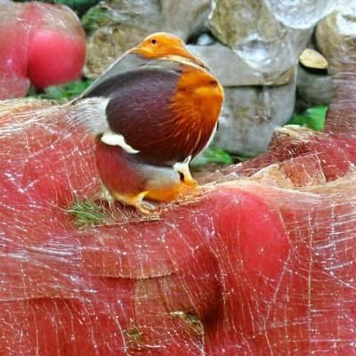 Vibrant Robin Redbreast in Winter Snow