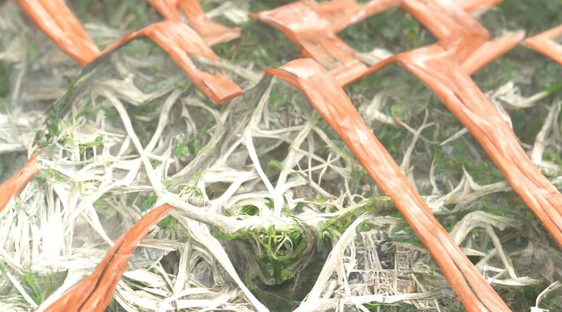 Overgrown City with Sinister Geometric Patterns