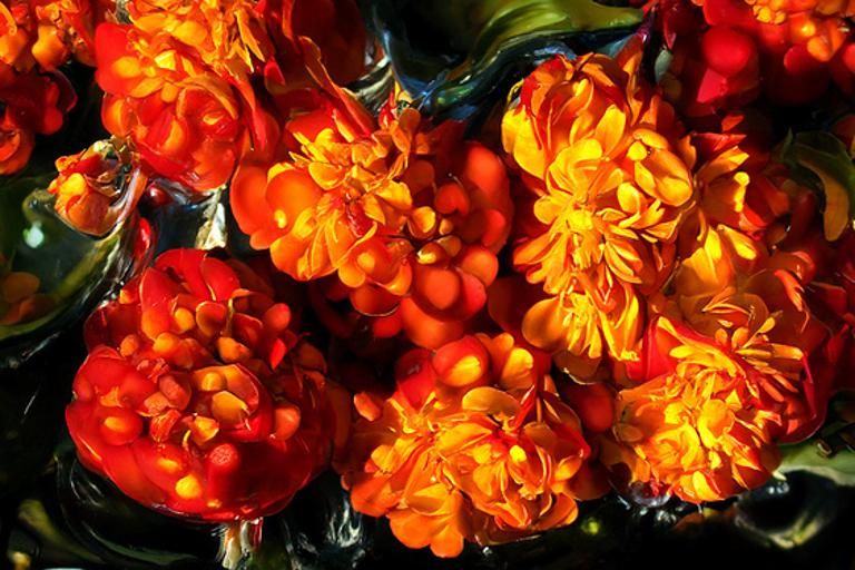 Macro Photograph of Marigolds with Dripping Paint