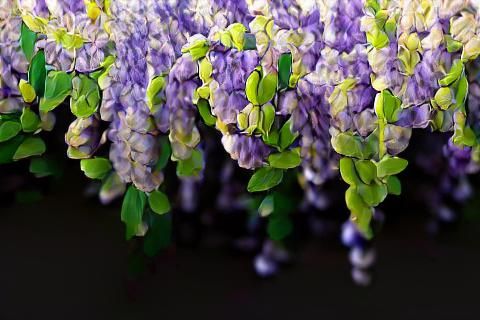 Hyperrealistic Wisteria Blossoms Macro Photography in 4K