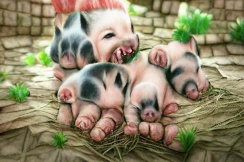 Three Cute Piglets in Cartoon Style