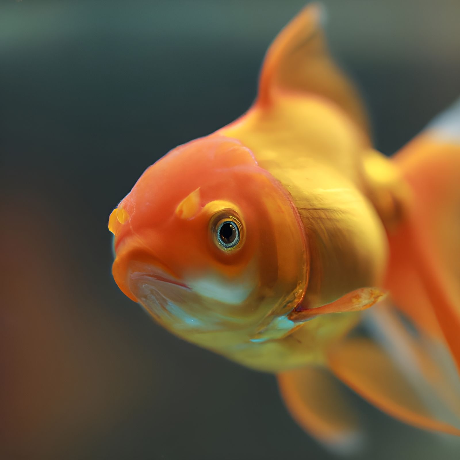 goldfish