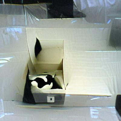 Black and White Cat in a Box