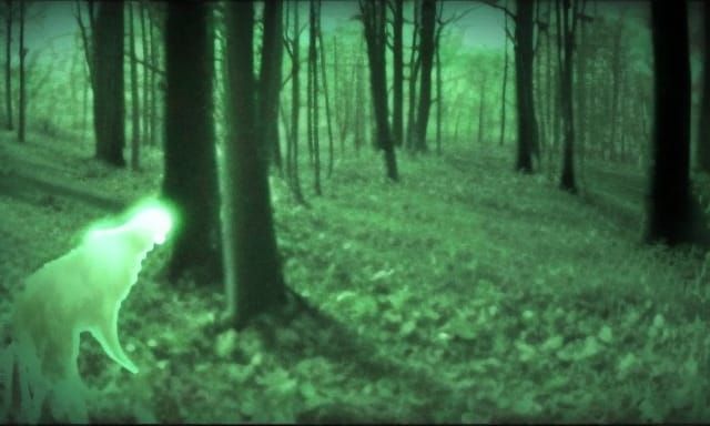 Eerie Trailcam Footage: Ghostly Figure in Night Vision