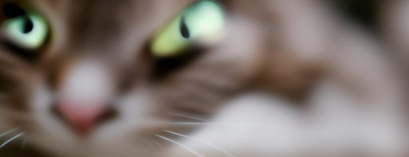 Mouse: What am I?  'Cat:  Dinner and desert
