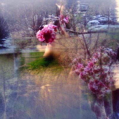 Spring's Gentle Awakening at Dawn