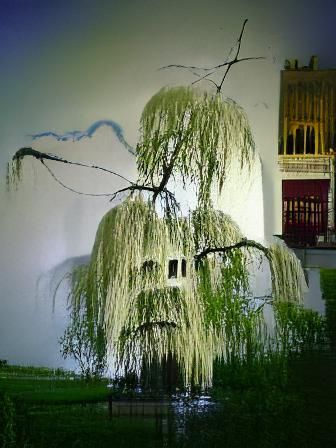 Graceful Weeping Willow Tree Image