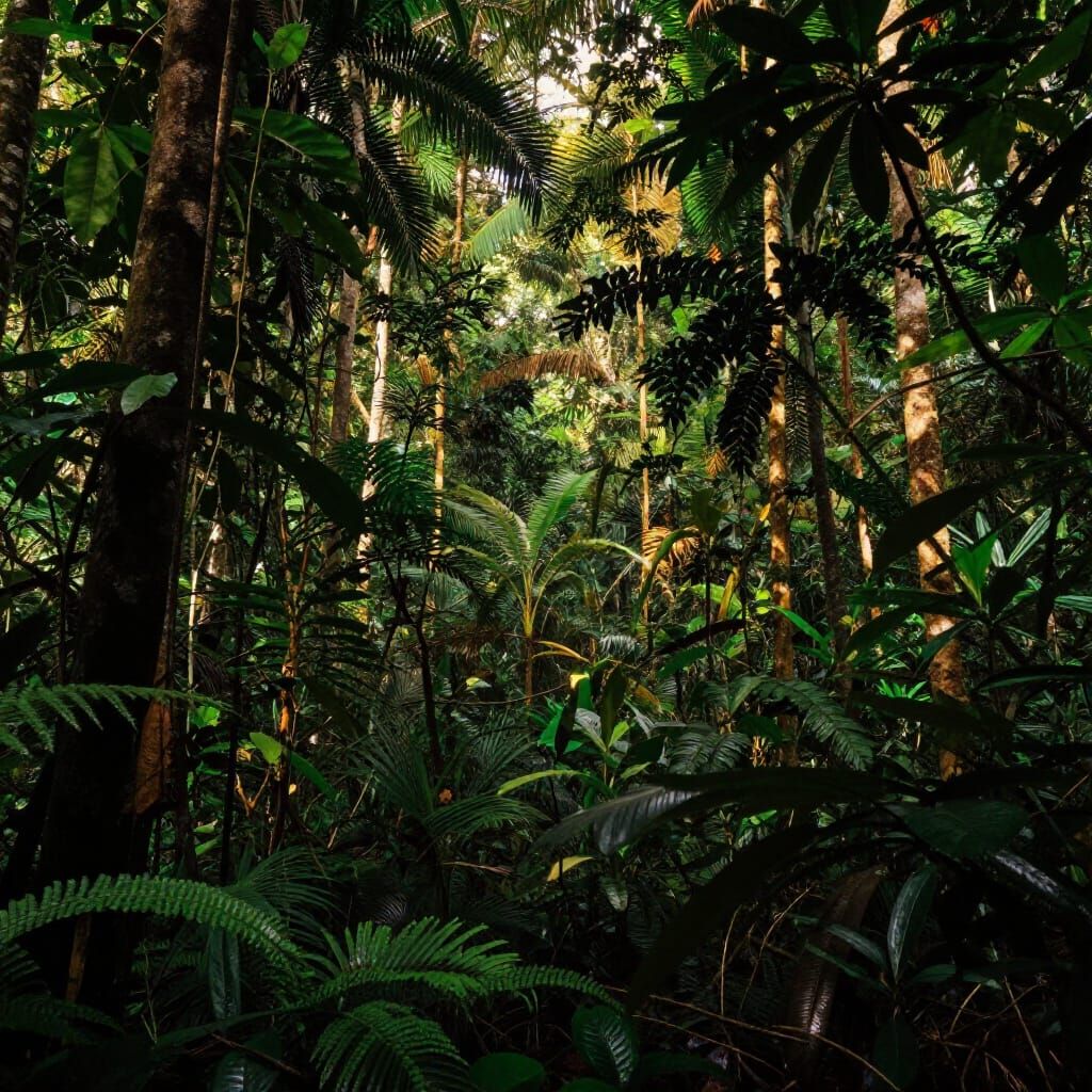 Immersive Amazon Rainforest: Dense, Lush, and Enclosing