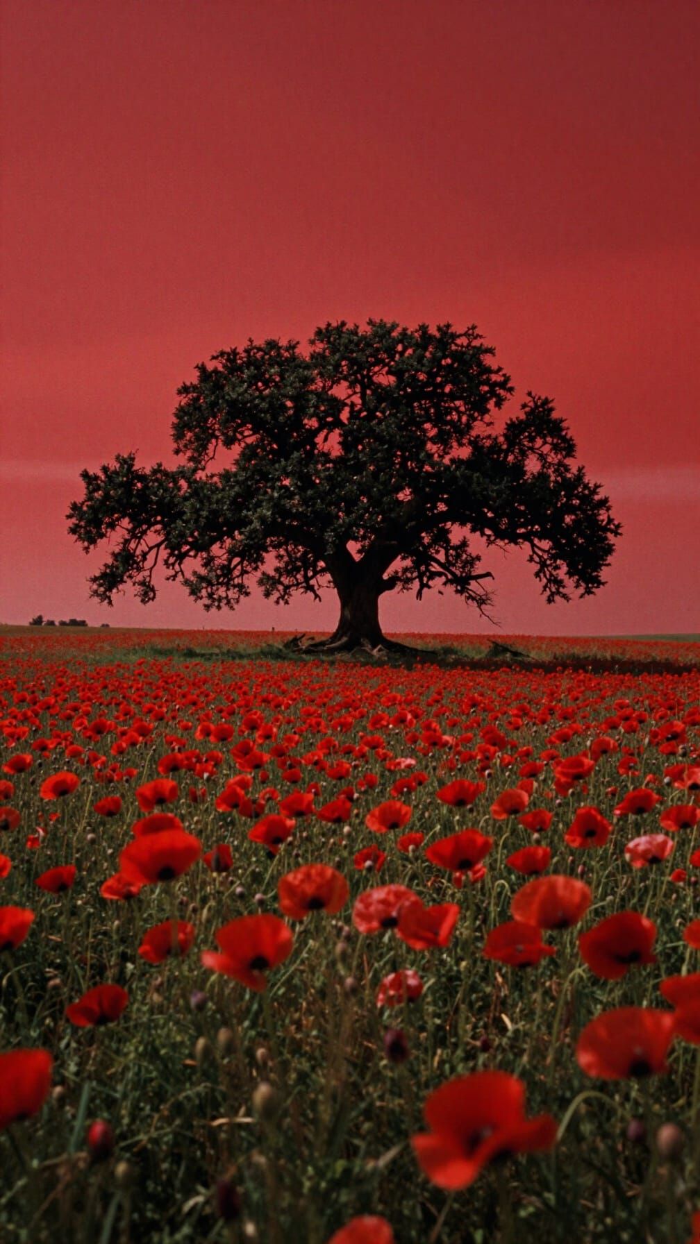 Crimson Sky Over Red Poppy Field With Oak Tree