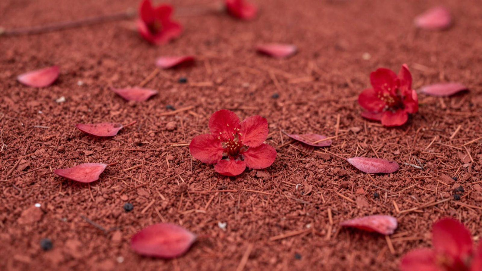 Crimson blossoms fall