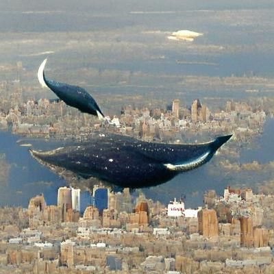 A whale flying over New York