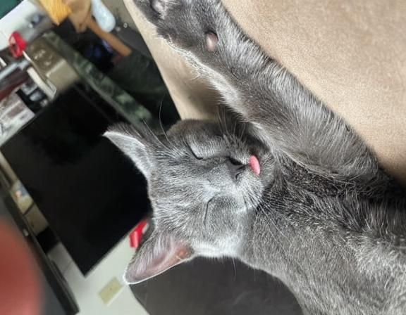 Deep Thoughts of Dinky