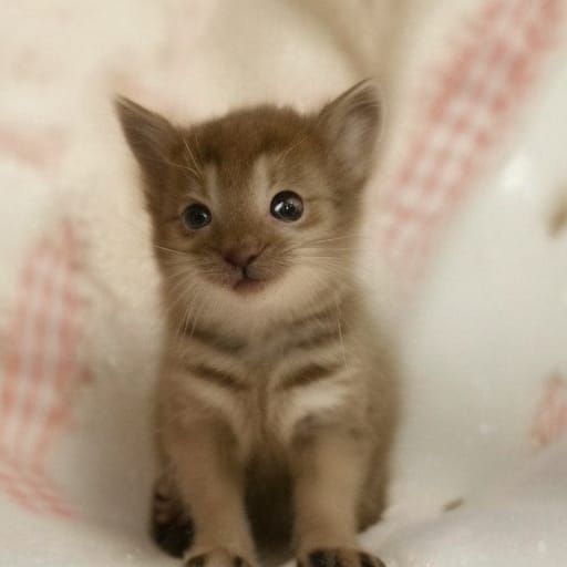 Abstract Interpretation of 'Cute' Concept