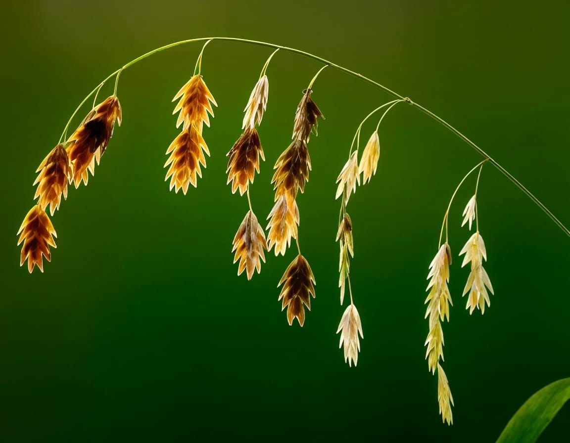 Close-Up of Northern Wood-Oats Grass Nodding Panicles
