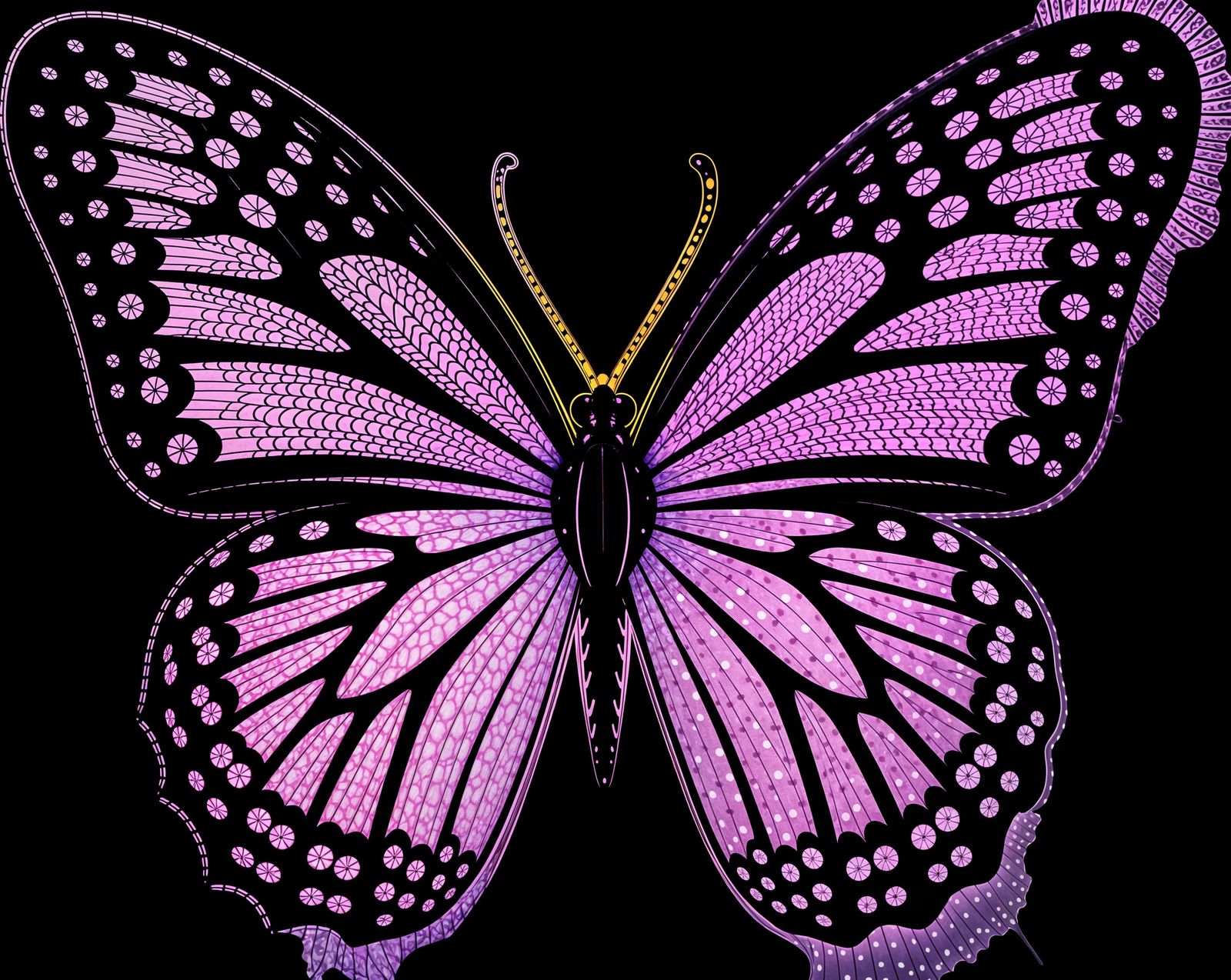 Polka Dot Butterfly Against Warm Sunset Sky